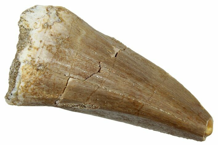 Fossil Mosasaur (Mosasaurus) Tooth - Morocco #247862